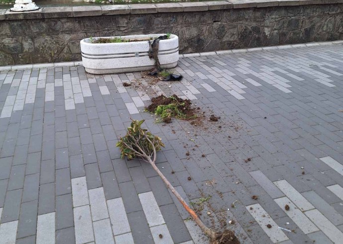 Шок на кеју: Почупане саднице, пустош остављена поред Власине