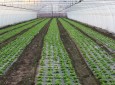 Расписан конкурс за подршку развоју предузетништва у сеоским срединама